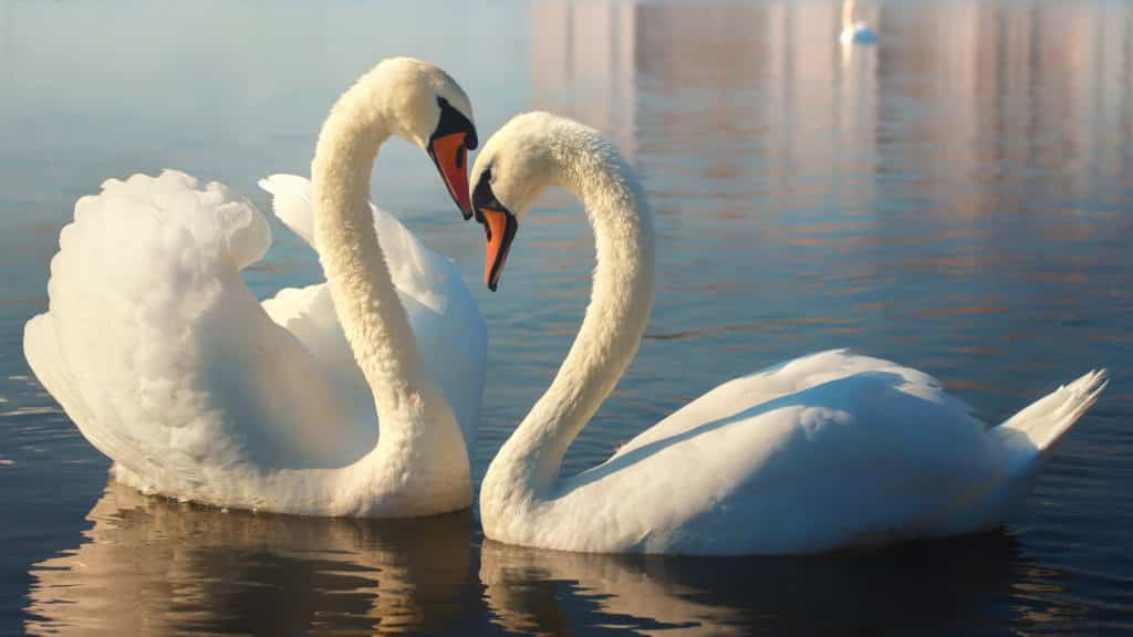 Two-swans-in-water